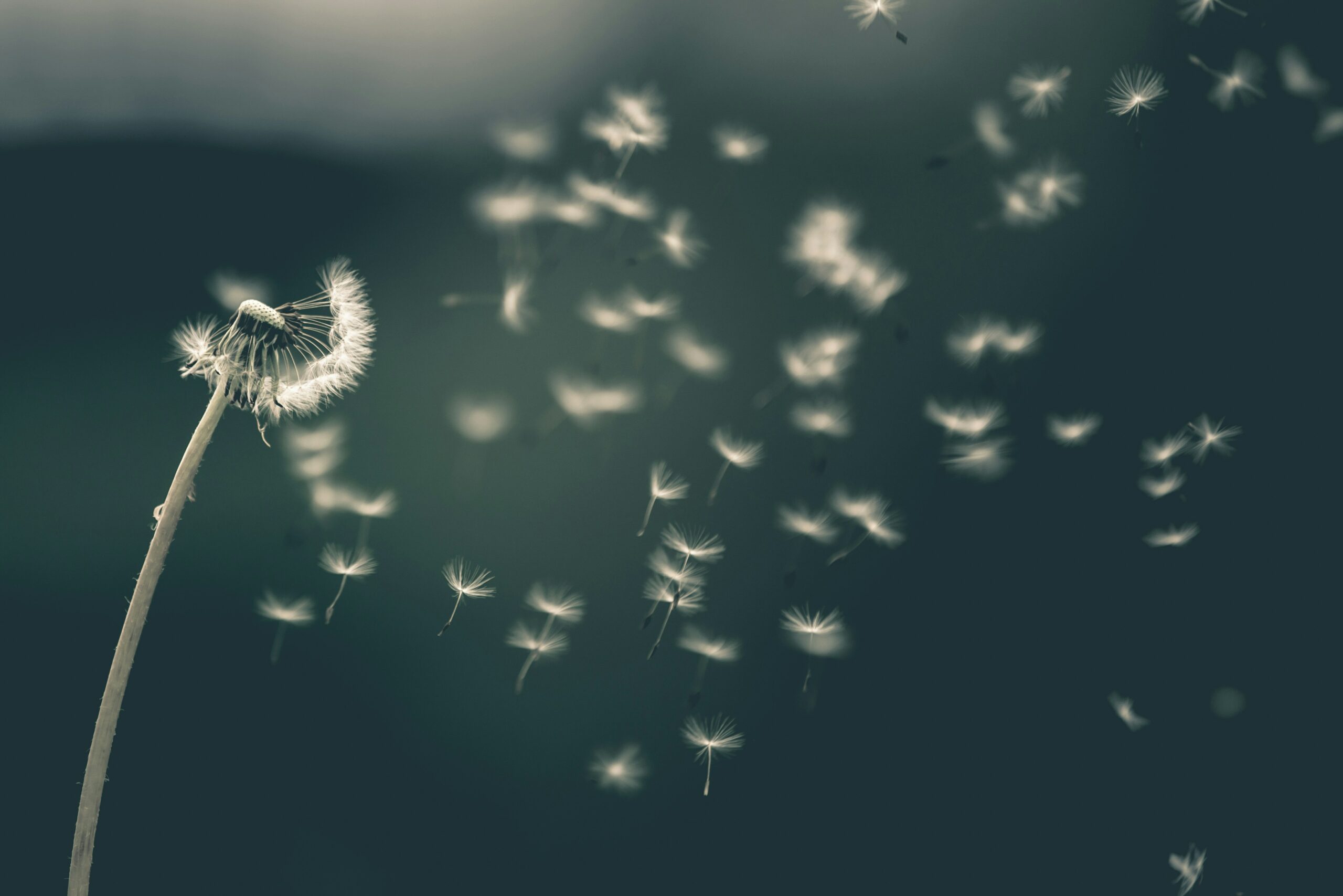 saad-chaudhry-YNM4KStg78I-unsplash Carmen, Mobile décoratif | Virvoltan